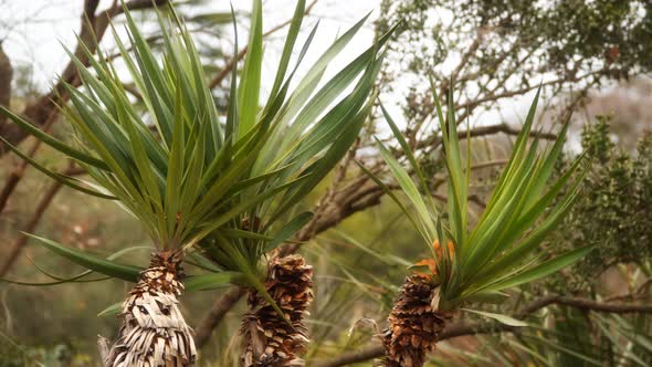 Yucca is a Genus of Perennial Shrubs and Trees in the Family Asparagaceae