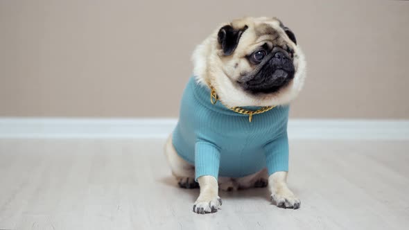 Stylish and Fashionable Pug Dog in a Blue Sweater and with a Gold Chain alt