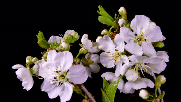 Flowering Fruit Tree Branches. White Flowers of a Cherry on a Black Background. Timelapse. Spring in