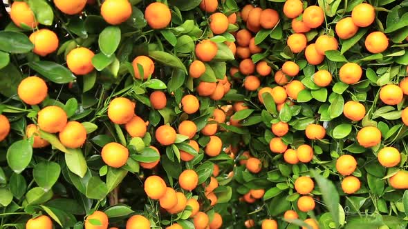 Citrus fruits for chinese spring festival's decoration alt