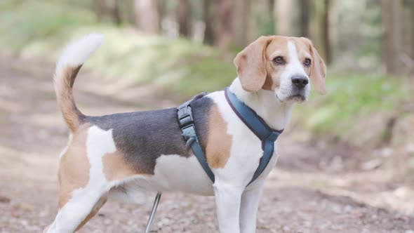 Hound Beagle Dog in Forest Looking Around for Scent