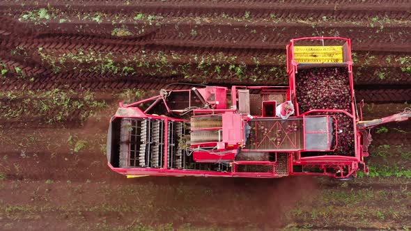 Aerial View of Harvesting Sugar Beets alt