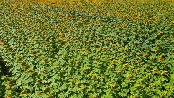 Aerial View Field Of Sunflowers alt