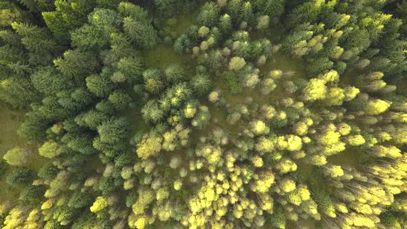 Aerial view of green pine forest with canopies of spruce trees in summer mountains. alt