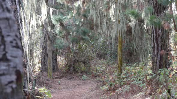 Path in Forest or Wood Trail in Grove