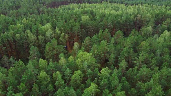 Drone fly over a green pine forest.