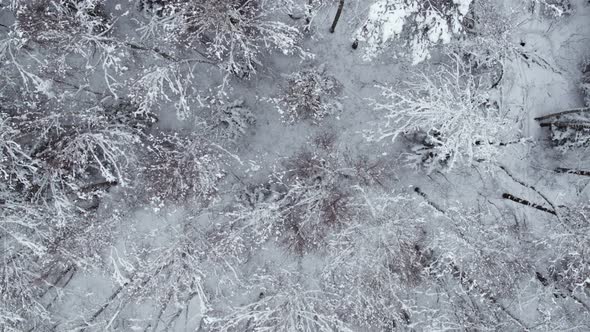 Winter Snow-covered Forest at Day Aerial Top View