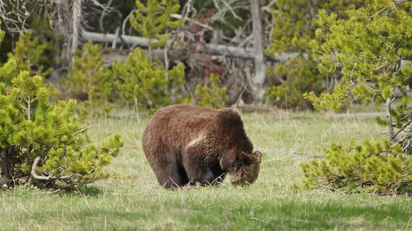 Amazing Powerful Grizzly Bear Living in Yellowstone Wild Nature  Yellowstone alt