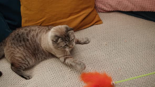Funny Cat Playing with Toy on Sofa Closeup Scottish Fold Portrait alt