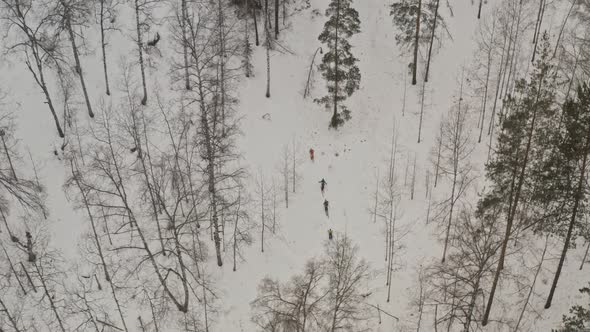 Top View of a Group of Skiers Walking Through a Snowy Winter Forest