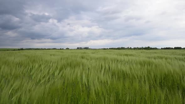 Green Rye Field Against the Cloudy Sky