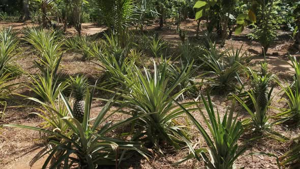 Pineapple Growing on Pineapple Plant alt
