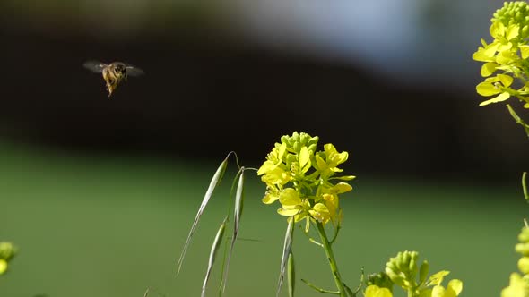 Flying Bee Extracting Pollen from the Flowers 