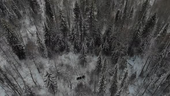 Taiga Forest Under Snow