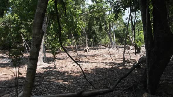 Jungle Habitat Huge Aldabra Giant Tortoise in Zanzibar Africa Tanzania alt