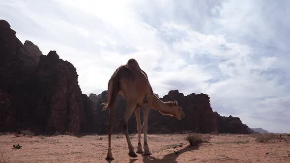 Camel Walks In The Desert And Eats Grass alt