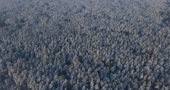 Snow-covered Coniferous Forest. Aerial Photography alt