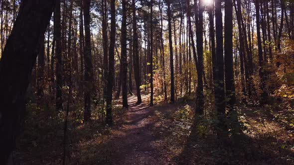 Autumn Forest Scenery. 4K Shot. Slow Forward.