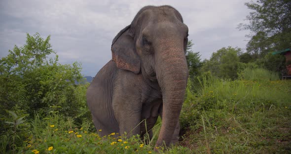 Elephant Walks Though the Grass at the North Thailand Forest  alt