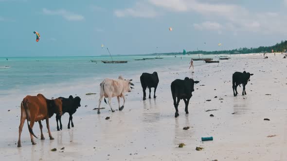 Herd of African Humpback Cows Walks on Sandy Tropical Beach By Ocean Zanzibar alt