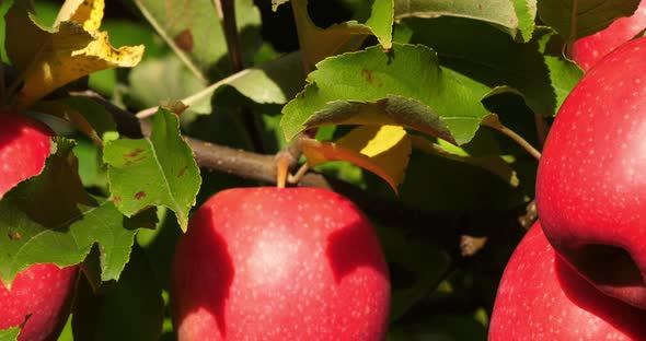 Cripps Pink. Orchard apple trees, The Occitan, France alt