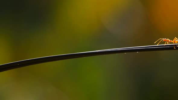 Ants Run on a Branch alt