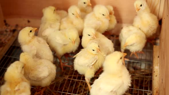 Small Broiler Chicken  alt