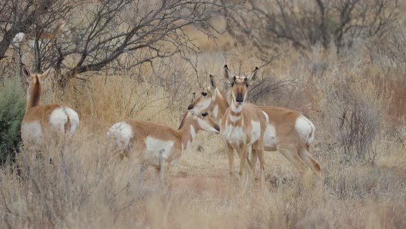 Herd of Pronghorn Antelope in Central Arizona alt