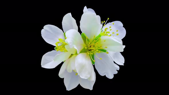 Almond Blossom Timelapse Isolated 4 alt