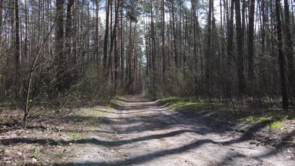 Road in the Forest During the Day Slow Motion alt