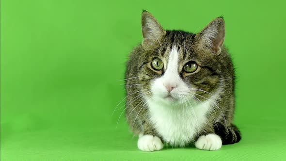 Isolated cat pattern. The cat is looking at the camera on a green screen.