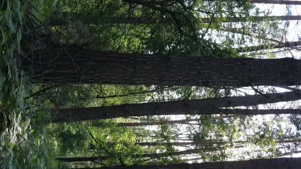 Vertical Video of Forest Landscape in Summer Slow Motion alt