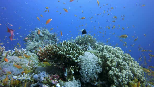 Reef Coral Scene alt