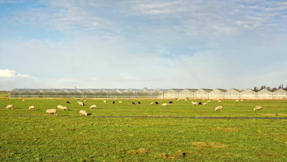 Sheep and greenhouses alt