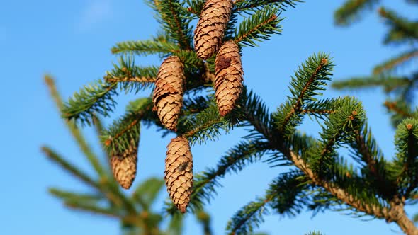 Green spruce branches close up with cones. Spruce branches against a blue sky. alt
