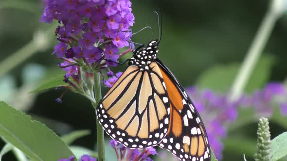 monarch butterfly feeding on pink flowers 