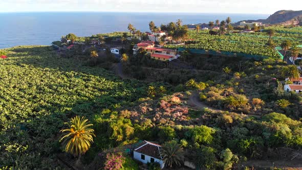 Aerial View of Banana Plantation on Tenerife Island, Spain. Flying Over Banana Green Plants alt