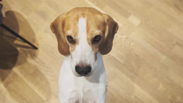 Beagle Dog Jumps on Back Paws To Get a Treat From Hand