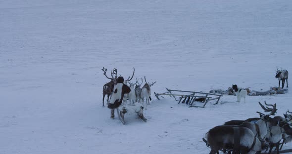Middle of Arctic Man Sitting on a Sleigh and Going alt