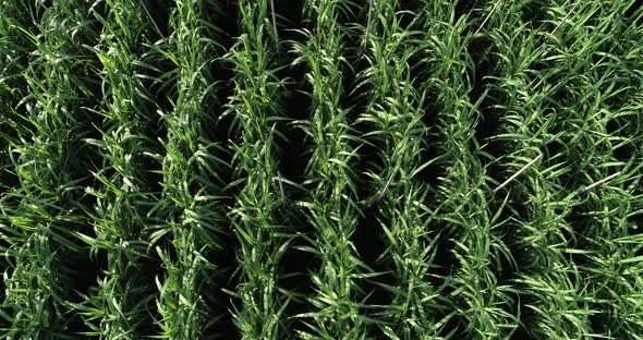 Aerial footage of drone flying over sugarcane plants growing at field alt