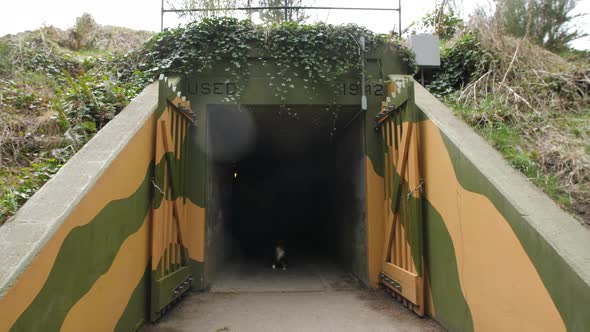 Dog creepily appearing in entrance to an old war bunker. alt