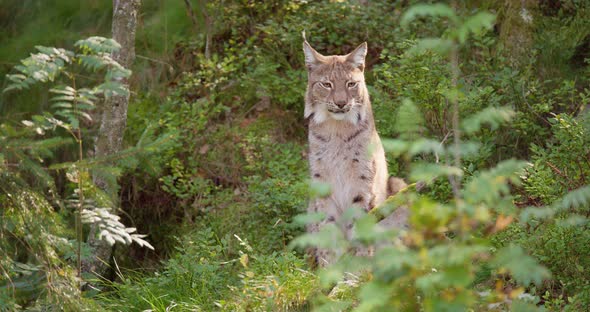 Lynx Sitting in Summer Forest Looking for Prey in the Shadows