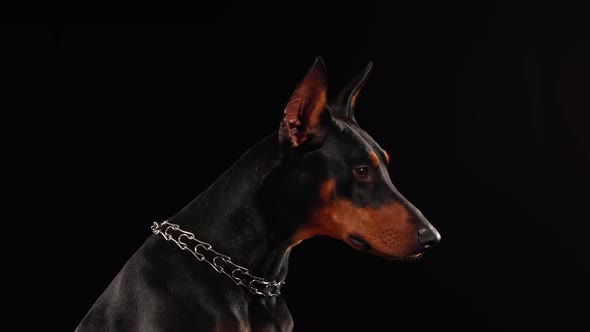 Portrait Doberman Collar Form Chain Studio Black Background alt