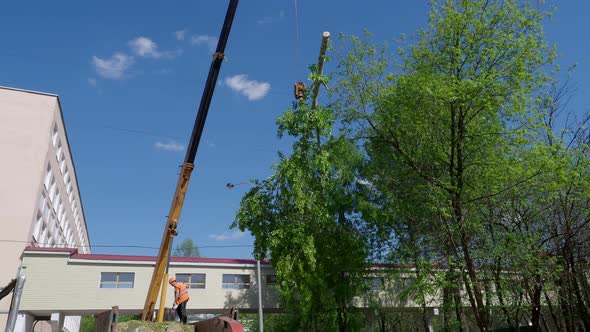 An Industrial Crane Lowers a Large Tree Branch in the Summer