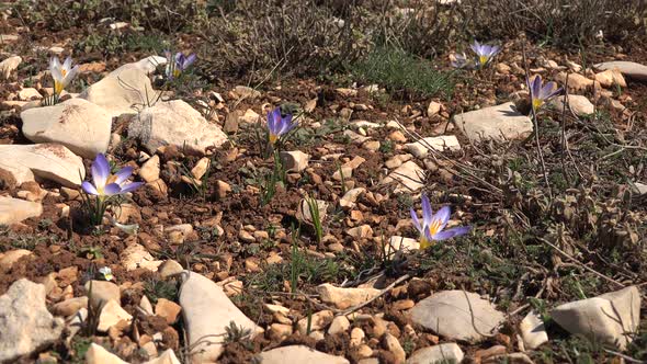 Natural Wild Real Crocus Flower alt