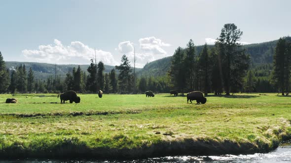 Herd of Wild Bisons on Green Meadow at the River with Fur Forest on Background alt