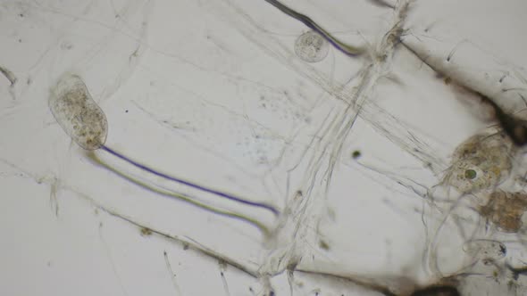 Paramecium Ciliates Under The Microscope alt