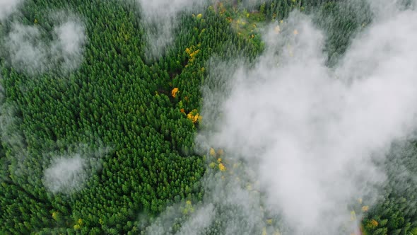Aerial Drone Footage: Mountains Autumnt Forest Steam after Rain. alt