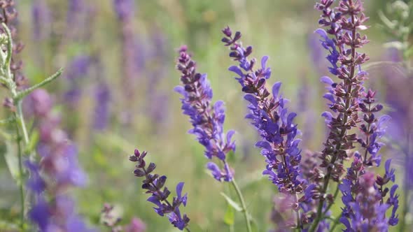 Flower of Meadow sage Salvia pratensis plant slow-mo video alt