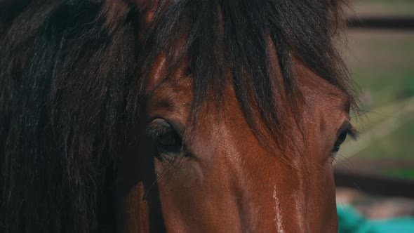 Horse's Eyes Blink Closeup the Horse's Muzzle Copy Space alt